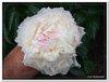 bloem00446