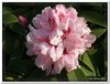 bloem00403