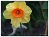 bloem00064