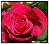 bloem00002