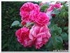 dscf3233