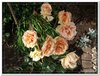 bloem00284