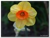 bloem00369