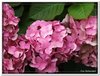 bloem00021