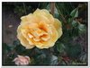 bloem00263