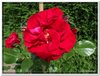 bloem00487