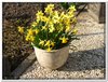bloem00345