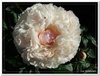 bloem00464