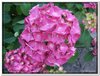bloem00247
