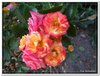 bloem00549