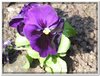bloem00357