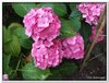 bloem00297