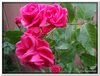 bloem00206