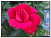 bloem00572