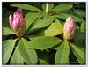 bloem00087