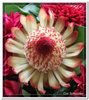 bloem00305