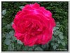 bloem00199