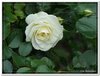 bloem00327