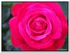 bloem00011