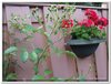 bloem00582
