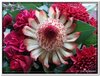 bloem00135