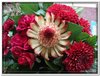 bloem00134