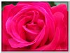 bloem00314