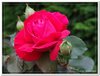 bloem00603