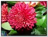 bloem00121