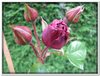 bloem00149