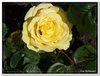 bloem00233