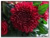 bloem00428