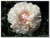 bloem00172