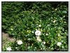 bloem00035