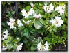 bloem00081