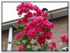 bloem00218