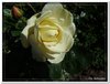bloem00169