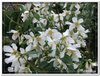 bloem00456