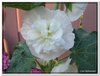 bloem00585
