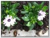 bloem00116