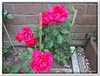 bloem00513