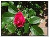 bloem00166