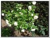 bloem00303