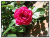 bloem00468