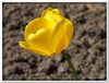 bloem00366