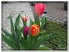 dscf2935