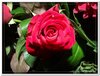 bloem00133