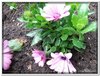 bloem00158