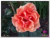 bloem00557