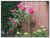 bloem00223